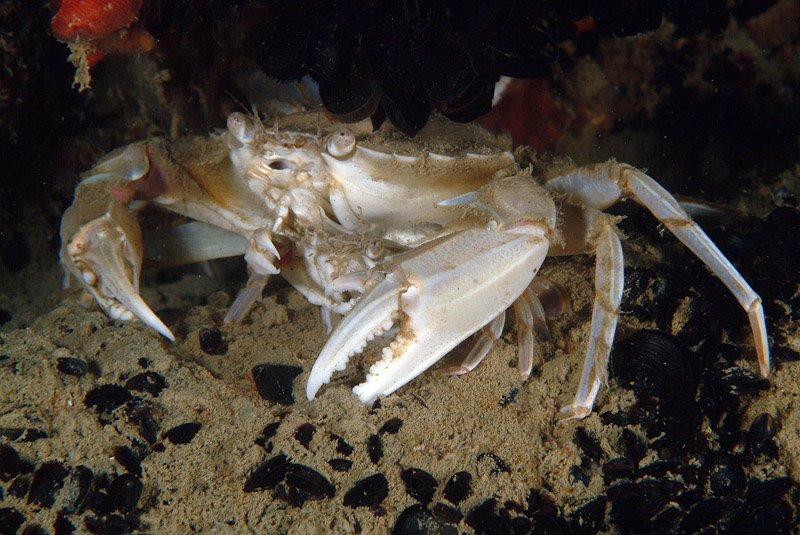 Liocarcinus depurator